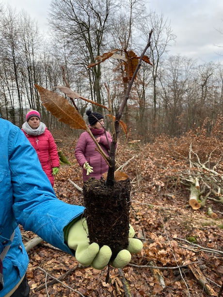 Wir machen Holz